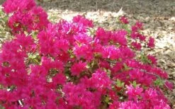 Autumn Sundance Encore Azalea - 1 Gallon Pot -Garden Plants Shop Encore Azalea Autumn Sundance 50
