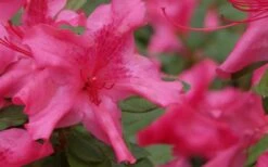 Autumn Sundance Encore Azalea - 1 Gallon Pot -Garden Plants Shop Encore Azalea Autumn Sundance 51
