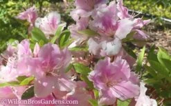 Autumn Sweetheart Encore Azalea - 1 Gallon Pot -Garden Plants Shop Encore Azalea Autumn Sweetheart 51