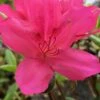 Autumn Carnival Encore Azalea - 1 Gallon Pot -Garden Plants Shop Encore Azalea Autumn UNKNOWN 4 500x750 1