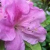 Autumn Lilac Encore Azalea - 1 Gallon Pot 1 Autumn Lilac Encore Azalea - 1 Gallon Pot -Garden Plants Shop Encore Azalea Lilac 2 500x750 1