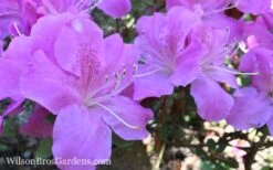 Autumn Lilac Encore Azalea - 1 Gallon Pot -Garden Plants Shop Encore Azalea Lilac 8