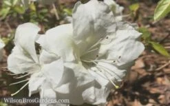 Autumn Moonlight Encore Azalea - 1 Gallon Pot -Garden Plants Shop Encore Azalea Moonlight 5