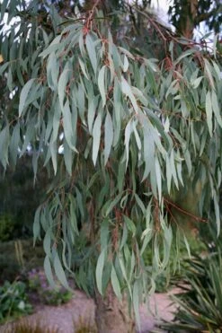 Angus Cold Hardy Eucalyptus Tree (Eucalyptus Nicholii) - 2 Gallon Pot 17 Angus Cold Hardy Eucalyptus Tree (Eucalyptus Nicholii) - 2 Gallon Pot -Garden Plants Shop Eucalyptus Angus 15 3
