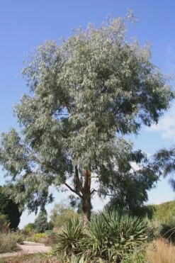 Angus Cold Hardy Eucalyptus Tree (Eucalyptus Nicholii) - 5 Gallon Pot -Garden Plants Shop Eucalyptus Angus 16 2