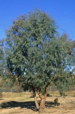 Angus Cold Hardy Eucalyptus Tree (Eucalyptus Nicholii) - 5 Gallon Pot -Garden Plants Shop Eucalyptus Angus 17 2