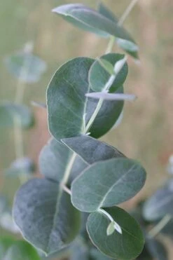 Big O Cold Hardy Eucalyptus Tree (Eucalyptus Neglecta) - 6 Pack Of 1 Gallon Pots -Garden Plants Shop Eucalyptus Big O 3 500x750 3