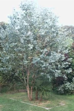 Big O Cold Hardy Eucalyptus Tree (Eucalyptus Neglecta) - 5 Gallon Pot (5-6') -Garden Plants Shop Eucalyptus Big O 5 500x750 5