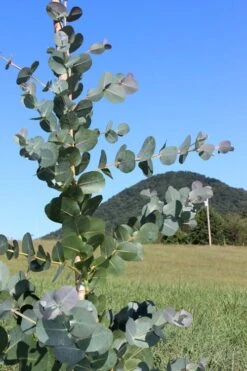 Big O Cold Hardy Eucalyptus Tree (Eucalyptus Neglecta) - Quart Pot -Garden Plants Shop Eucalyptus Big O Cold 2 500x750 6