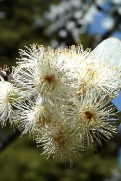 Bluey Cold Hardy Eucalyptus Tree (Eucalyptus Pulverulenta) - 3 Gallon Pot 18 Bluey Cold Hardy Eucalyptus Tree (Eucalyptus Pulverulenta) - 3 Gallon Pot -Garden Plants Shop Eucalyptus Bluey 6 2