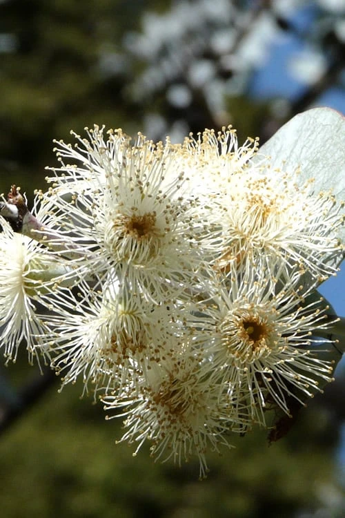 Bluey Cold Hardy Eucalyptus Tree (Eucalyptus Pulverulenta) - 2 Gallon Pot 10 Bluey Cold Hardy Eucalyptus Tree (Eucalyptus Pulverulenta) - 2 Gallon Pot - Image 8