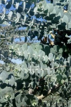 Bluey Cold Hardy Eucalyptus Tree (Eucalyptus Pulverulenta) - 5 Gallon Pot -Garden Plants Shop Eucalyptus Bluey 8 4