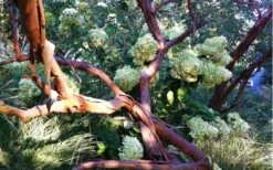 Funky Monkey Cold Hardy Eucalyptus Tree (Eucalyptus Parvula) - Quart Pot -Garden Plants Shop Eucalyptus Funky Monkey Branches 4