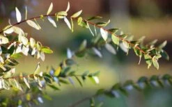 Funky Monkey Cold Hardy Eucalyptus Tree (Eucalyptus Parvula) - 1 Gallon Pot -Garden Plants Shop Eucalyptus Funky Monkey Leaves