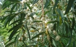 Funky Monkey Cold Hardy Eucalyptus Tree (Eucalyptus Parvula) - Quart Pot -Garden Plants Shop Eucalyptus Funky Monkey Leaves Mature 4