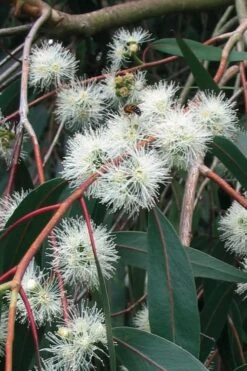 Jersey Girl Cold Hardy Eucalyptus Tree (Eucalyptus Macarthurii) - Quart Pot -Garden Plants Shop Eucalyptus Jersey Girl 1 4