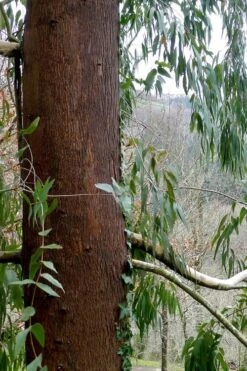 Jersey Girl Cold Hardy Eucalyptus Tree (Eucalyptus Macarthurii) - 6 Pack Of 1 Gallon Pots 19 Jersey Girl Cold Hardy Eucalyptus Tree (Eucalyptus Macarthurii) - 6 Pack Of 1 Gallon Pots -Garden Plants Shop Eucalyptus Jersey Girl 2