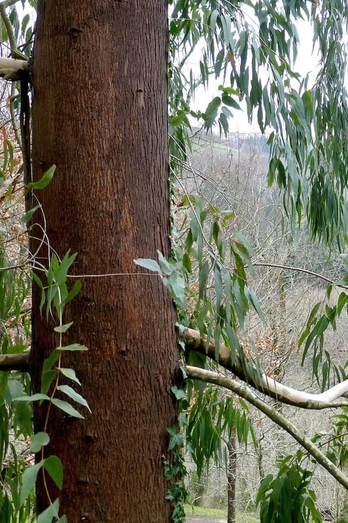 Jersey Girl Cold Hardy Eucalyptus Tree (Eucalyptus Macarthurii) - 6 Pack Of 1 Gallon Pots 10 Jersey Girl Cold Hardy Eucalyptus Tree (Eucalyptus Macarthurii) - 6 Pack Of 1 Gallon Pots - Image 8