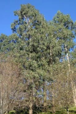 Jersey Girl Cold Hardy Eucalyptus Tree (Eucalyptus Macarthurii) - 3 Quart Pot -Garden Plants Shop Eucalyptus Jersey Girl 3 5