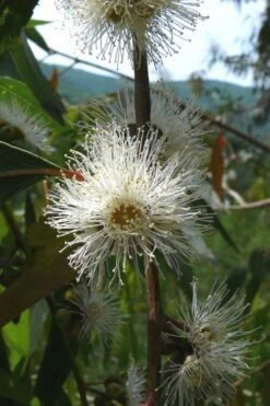 Jersey Girl Cold Hardy Eucalyptus Tree (Eucalyptus Macarthurii) - 3 Gallon Pot -Garden Plants Shop Eucalyptus Jersey Girl 4 1