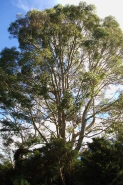 Jersey Girl Cold Hardy Eucalyptus Tree (Eucalyptus Macarthurii) - 6 Pack Of 1 Gallon Pots 16 Jersey Girl Cold Hardy Eucalyptus Tree (Eucalyptus Macarthurii) - 6 Pack Of 1 Gallon Pots -Garden Plants Shop Eucalyptus Jersey Girl 6