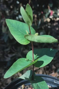 Jersey Girl Cold Hardy Eucalyptus Tree (Eucalyptus Macarthurii) - 3 Quart Pot -Garden Plants Shop Eucalyptus Jersey Girl 7 5
