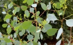 Lucky Country Cold Hardy Eucalyptus Tree (Eucalyptus Camphora) - 3 Gallon Pot 12 Lucky Country Cold Hardy Eucalyptus Tree (Eucalyptus Camphora) - 3 Gallon Pot -Garden Plants Shop Eucalyptus Lucky Country 1 3
