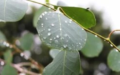 Lucky Country Cold Hardy Eucalyptus Tree (Eucalyptus Camphora) - 1 Gallon Pot -Garden Plants Shop Eucalyptus Lucky Country 2 1