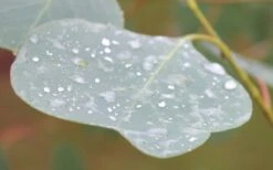 Lucky Country Cold Hardy Eucalyptus Tree (Eucalyptus Camphora) - 5 Gallon Pot 14 Lucky Country Cold Hardy Eucalyptus Tree (Eucalyptus Camphora) - 5 Gallon Pot -Garden Plants Shop Eucalyptus Lucky Country 3