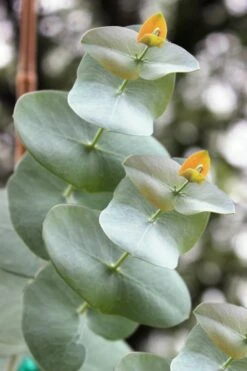 Luna Cold Hardy Eucalyptus Tree (Eucalyptus Perriniana) - Quart Pot 10 Luna Cold Hardy Eucalyptus Tree (Eucalyptus Perriniana) - Quart Pot -Garden Plants Shop Eucalyptus Luna 1 1
