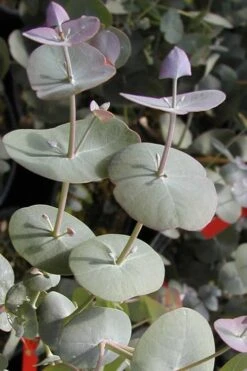 Luna Cold Hardy Eucalyptus Tree (Eucalyptus Perriniana) - 2 Gallon Pot -Garden Plants Shop Eucalyptus Luna 13 2