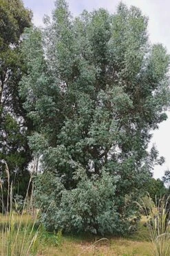 Luna Cold Hardy Eucalyptus Tree (Eucalyptus Perriniana) - 2 Gallon Pot -Garden Plants Shop Eucalyptus Luna 5 2