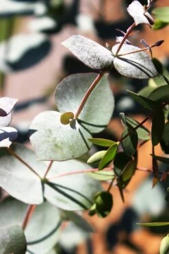 Maggie Cold Hardy Eucalyptus Tree (Eucalyptus Nova Anglica) - 2 Gallon Pot -Garden Plants Shop Eucalyptus Maggie 10 3