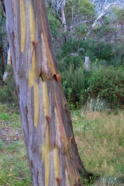 Sheila Cold Hardy Eucalyptus Tree (Eucalyptus Stellulata) - Quart Pot -Garden Plants Shop Eucalyptus Sheila 10