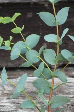 Sheila Cold Hardy Eucalyptus Tree (Eucalyptus Stellulata) - Quart Pot -Garden Plants Shop Eucalyptus Sheila 2