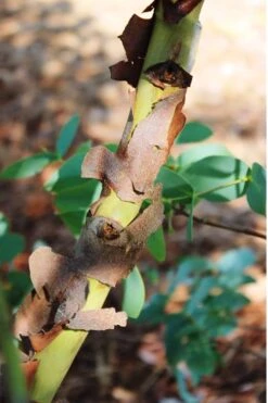 Sheila Cold Hardy Eucalyptus Tree (Eucalyptus Stellulata) - 6 Pack Of 1 Gallon Pots -Garden Plants Shop Eucalyptus Sheila 9 2