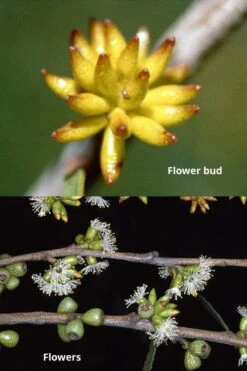 Skinny Minny Hardy Eucalyptus Tree (Eucalyptus Moorei) - 6 Pack Of 1 Gallon Pots -Garden Plants Shop Eucalyptus Skinny Minny 1 2