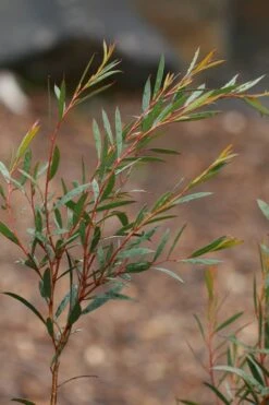 Skinny Minny Hardy Eucalyptus Tree (Eucalyptus Moorei) - Quart Pot -Garden Plants Shop Eucalyptus Skinny Minny 2