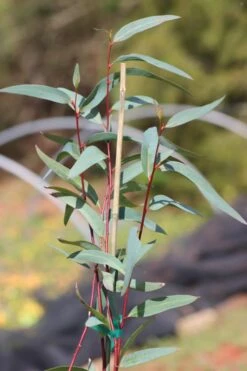 Snow Day Cold Hardy Eucalyptus Tree (Eucalyptus Gregsoniana) - 1 Gallon Pot -Garden Plants Shop Eucalyptus Snow Day 1 3