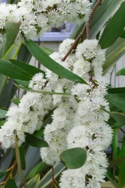 Snow Day Cold Hardy Eucalyptus Tree (Eucalyptus Gregsoniana) - Quart Pot -Garden Plants Shop Eucalyptus Snow Day 5 2