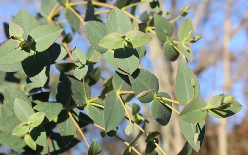 Cab Sav Cold Hardy Eucalyptus Tree (Eucalyptus Rubida) - 3 Gallon Pot 6 Cab Sav Cold Hardy Eucalyptus Tree (Eucalyptus Rubida) - 3 Gallon Pot - Image 4