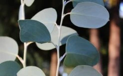 Mappa Tassie Cold Hardy Eucalyptus Tree (Eucalyptus Pauciflora) - 3 Quart Pot -Garden Plants Shop Eucalyptus Tree Mappa Tassie Pauciflora Snow Gum 1