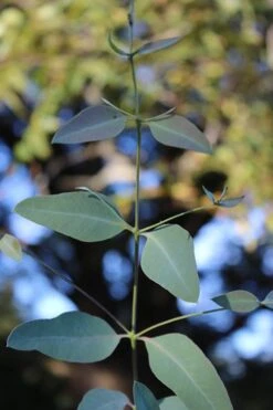 Grace Cold Hardy Eucalyptus Tree (Eucalyptus Elliptica) - 3 Gallon Pot -Garden Plants Shop Eucalytptus Grace BS 2