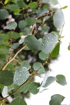 Lucky Country Cold Hardy Eucalyptus Tree (Eucalyptus Camphora) - Quart Pot -Garden Plants Shop Eucalytptus Lucky Country BS 2