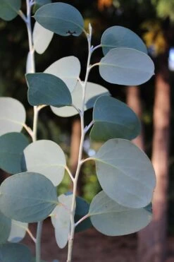Mappa Tassie Cold Hardy Eucalyptus Tree (Eucalyptus Pauciflora) - Quart Pot -Garden Plants Shop Eucalytptus Mappa Tassie BS 3