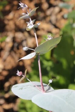 Maggie Cold Hardy Eucalyptus Tree (Eucalyptus Nova Anglica) - Quart Pot -Garden Plants Shop Eusalyptus Maggie 1 500x750 1