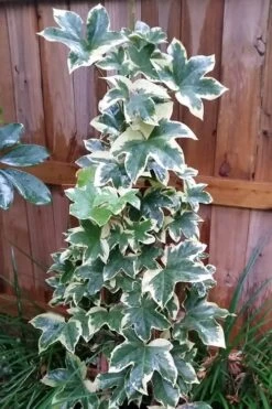 Angyo Star Fatshedera 1 Gallon Pot -Garden Plants Shop Fatshedera Angyo Star 3