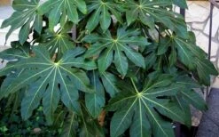 Fatsia Japonica (Japanese Aralia / Glossy Paper Plant) - 7 Gallon Pot -Garden Plants Shop Fatsia Japanese Aralia 1