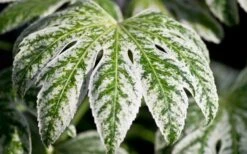 Spider's Web Fatsia - Japanese Aralia Paper Plant - 1 Gallon Pot -Garden Plants Shop Fatsia Spider Web close Up 1