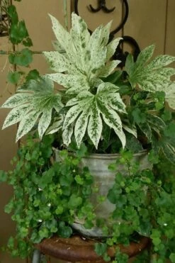 Spider's Web Fatsia - Japanese Aralia Paper Plant - 2 Gallon Pot -Garden Plants Shop Fatsia Spiders Web 21